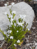 White Forget-me-not Seeds, Perennial Flowers, Myosotis spp., 25+ Seeds for Gardening