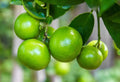 Key Lime Tree Seeds - 20+ Fresh Citrus aurantiifolia Seeds for Home Gardening and Container Growth