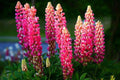 Lupine Seeds - 25 Pink, Purple, Orange Perennial Flower Seeds - Lupinus polyphyllus - Hardy Garden Seeds