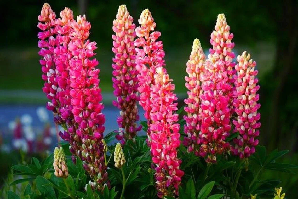 Lupine Seeds - 25 Pink, Purple, Orange Perennial Flower Seeds - Lupinus polyphyllus - Hardy Garden Seeds