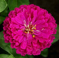Purple Prince Zinnia Seeds - 200+ Annual Flower Seeds for Garden, Attracts Butterflies & Bees, Zinnia elegans, Full Sun, Easy to Grow