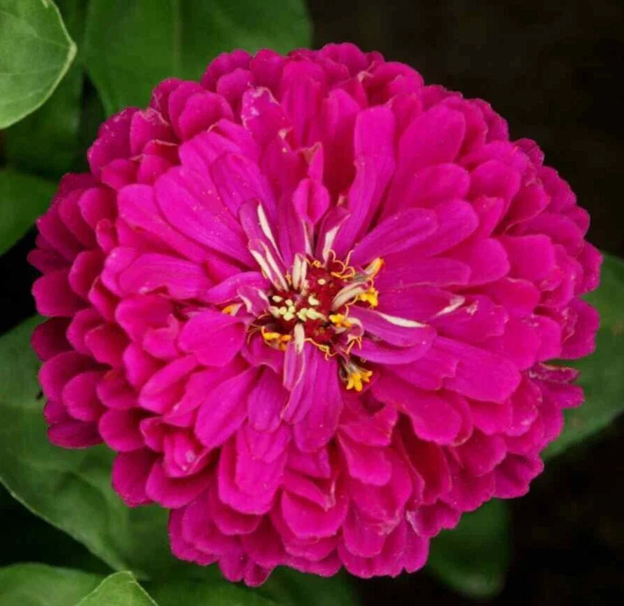 Purple Prince Zinnia Seeds - 200+ Annual Flower Seeds for Garden, Attracts Butterflies & Bees, Zinnia elegans, Full Sun, Easy to Grow
