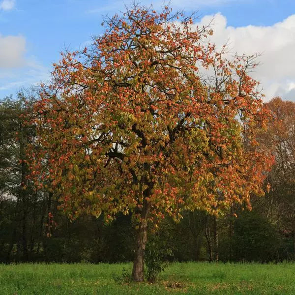 American Persimmon Tree Bare Root 12-18 Inches Diospyros virginiana Zone 5-9 Hardy Deciduous