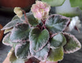 Mini African Violet Cuttings - 2 Unrooted Leaves - Saintpaulia ionantha - Propagation & Indoor Plant Gift