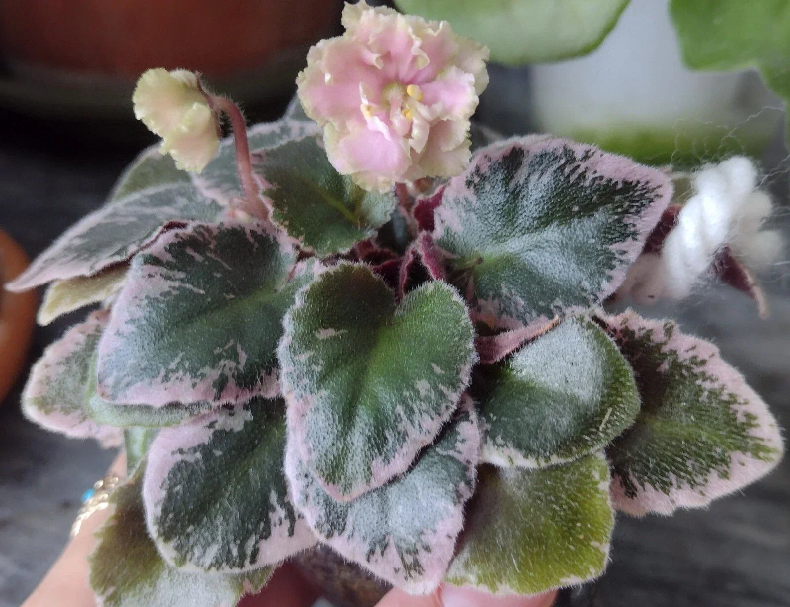 Mini African Violet Cuttings - 2 Unrooted Leaves - Saintpaulia ionantha - Propagation & Indoor Plant Gift