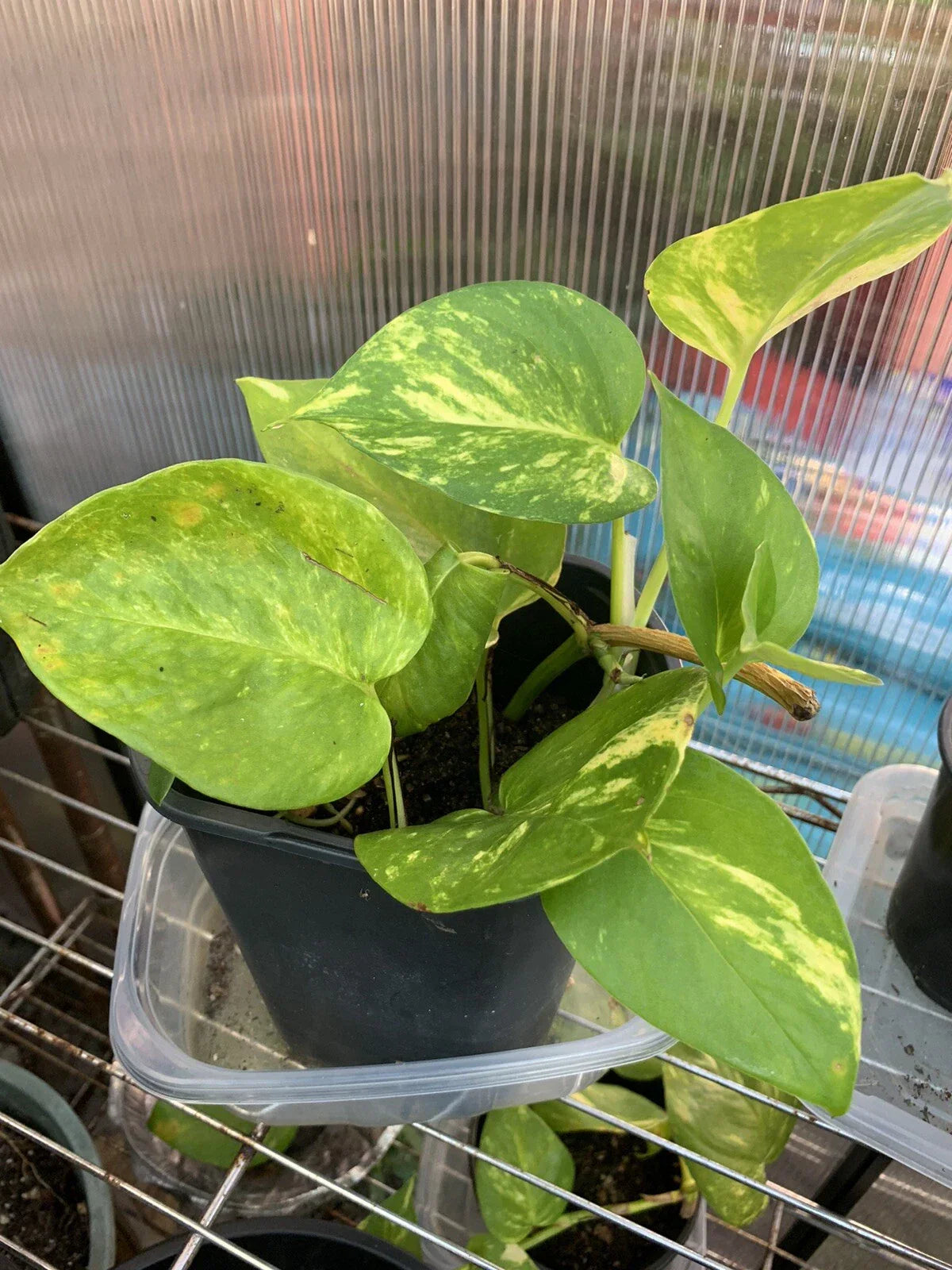 Pothos Live Plant Cuttings – 4 Rooted Trailing Cuttings, Indoor/Outdoor Epipremnum aureum