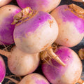 Laurentian Rutabaga Seeds 300+ Non-GMO Brassica Napus Vegetable for Home Gardening