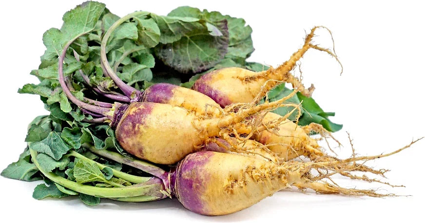 Macomber Rutabaga Seeds - 500+ Non-GMO Brassica napus for Garden Planting, Hearty Root Vegetable, USA Grown