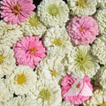 Zinnia Seeds Blushing Bride Mix Non-GMO Pollinator-Friendly Cut Flowers for Weddings, 200 Seeds