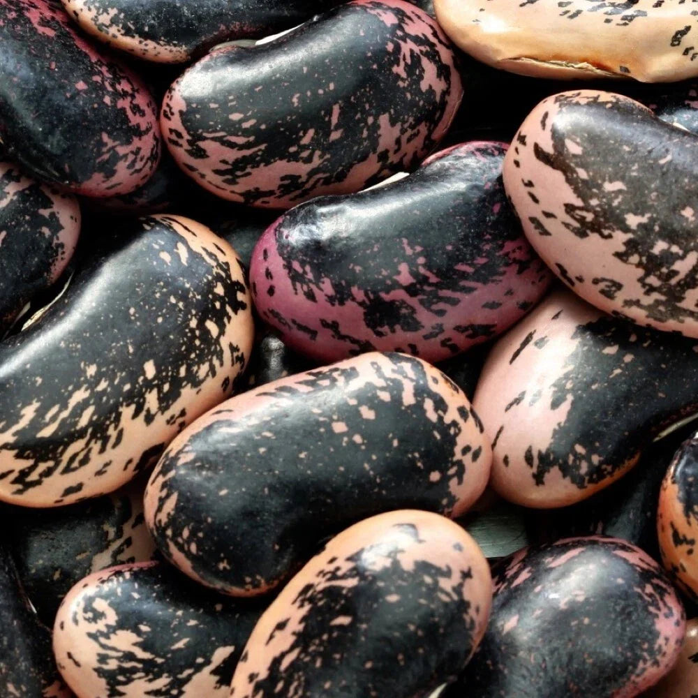 Scarlet Runner Bean Seeds | Non-GMO, Climbing Vine, Bright Red Flowers, Edible Pods | Phaseolus coccineus