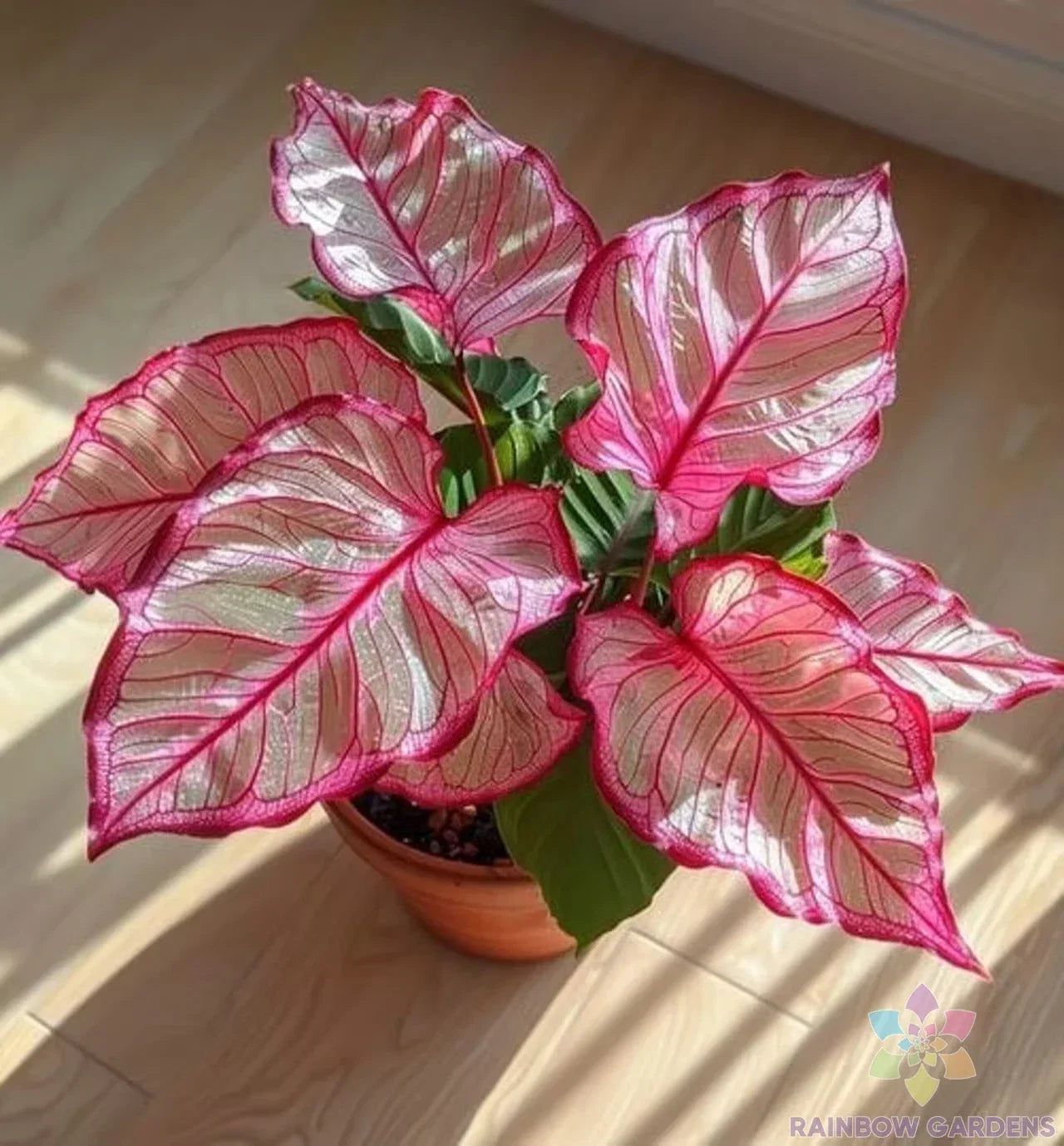 Pink Edged Coleus Seeds - 25+ Packets for Garden & Indoor Planting - Coleus blumei, Vibrant Foliage, Easy Grow