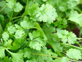 Organic Cilantro Seeds 100g Coriandrum sativum Culinary Herb for Gardening and Cooking