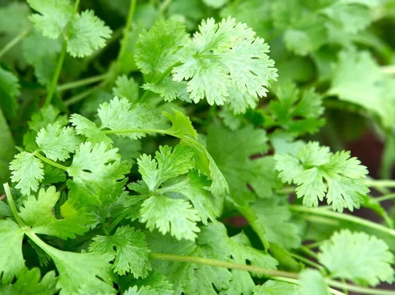 Organic Cilantro Seeds 100g Coriandrum sativum Culinary Herb for Gardening and Cooking