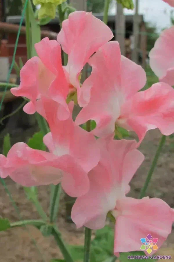 Sweet Pea Seeds - 50+ Pack, Lauren Landy Variety, Fragrant Climbing Flower, Lathyrus odoratus, Garden Planting, USA Grown