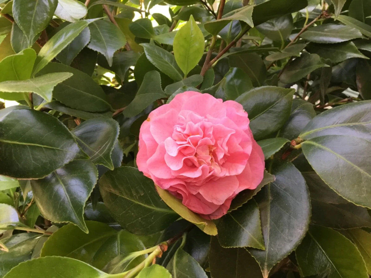 Camellia japonica Cuttings - 10 Pink Ruffle Blooms, Spring Flowering, Garden Propagation