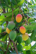 Florida Mango Scion Wood Cuttings – 3 Grafting Varieties for Mango Tree Cultivation – Mangifera indica