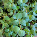 Peperomia Hope Live Plant in 3-Inch Pot, Small Indoor Houseplant, Easy Care, Peperomia obtusifolia, Air-Purifying, Pet-Friendly