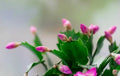 Live Starter Plants - 3 Pink Schlumbergera truncate Thanksgiving Cactus with 2-Year Roots