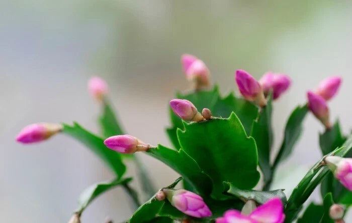 Live Starter Plants - 3 Pink Schlumbergera truncate Thanksgiving Cactus with 2-Year Roots