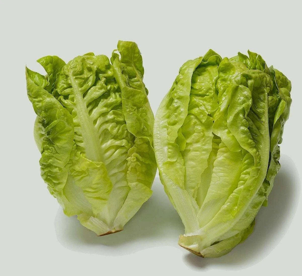 Butterhead Lettuce Seeds | Little Gem Heirloom Lactuca sativa | Non-GMO Salad Greens for Home Gardening