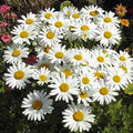 Shasta Daisy Seeds - 25+ Bright White and Yellow Flowers - Leucanthemum × superbum - Flower Bed, Border, Cut Flower