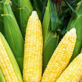 Sweet Corn Seeds F1 SE Hybrid Bodacious Zea mays Non-GMO Home Garden Easy to Grow