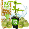 Issai Kiwi Live Plant in 3-Inch Pot, Actinidia arguta, Hardy Cold-Tolerant Fruit Plant for Garden or Home