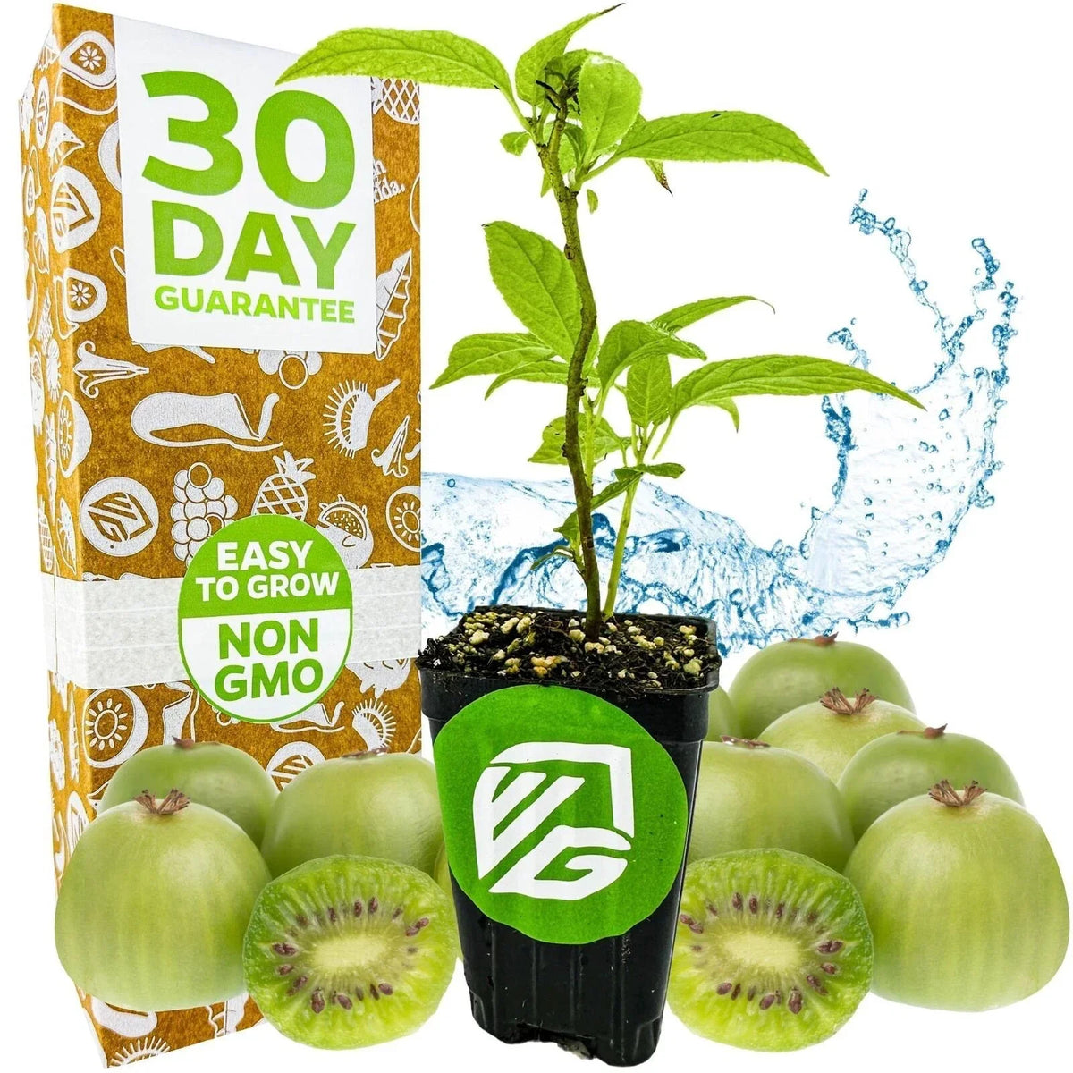 Issai Kiwi Live Plant in 3-Inch Pot, Actinidia arguta, Hardy Cold-Tolerant Fruit Plant for Garden or Home