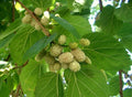 White Mulberry Tree Seeds - Morus Alba, Edible White Berries, Non-GMO, Pack of 25-400 Seeds