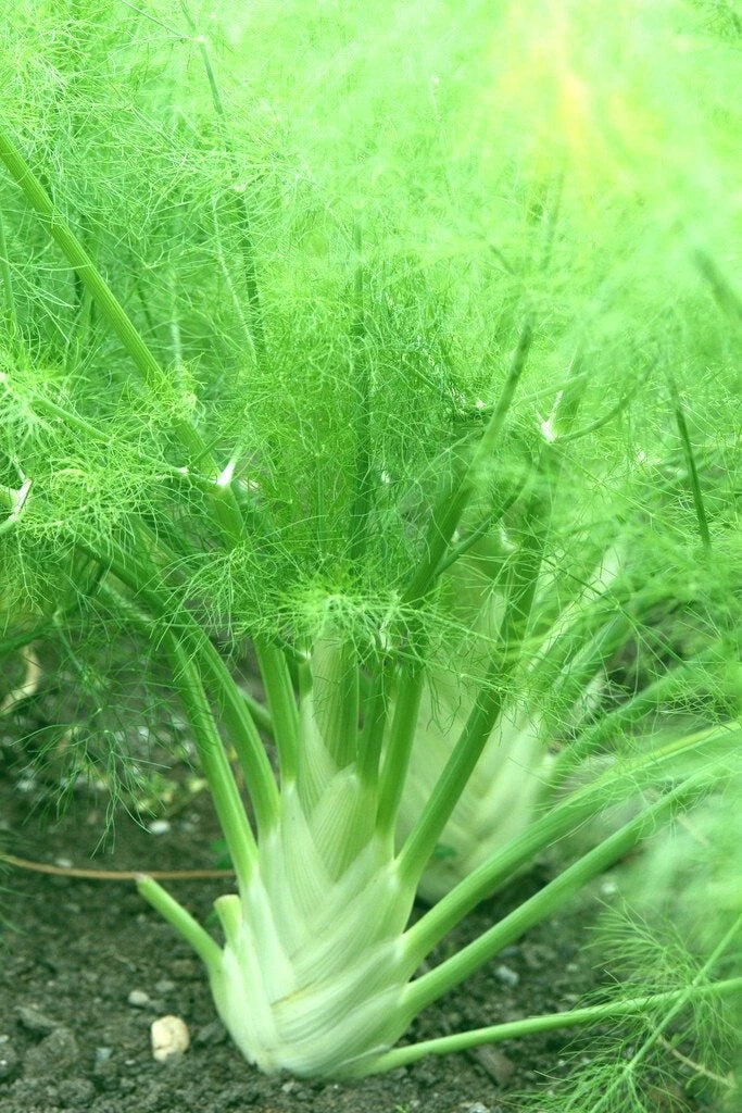 Florence Fennel Seeds 100+ Pack | Organic Foeniculum vulgare Herb Garden Seeds for Full Sun, Biennial/Perennial, Culinary & Cooking