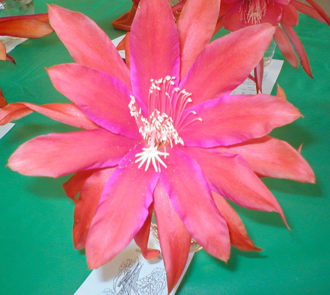 Epiphyllum Orchid Cactus Cutting - Sedona Sunset, Climbing, Vibrant Orange & Pink Flowers, Don's Propagation Cut