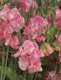 Sweet Pea Seeds - Pack of 50+ - Marie's Melody Semi-Dwarf - Lathyrus odoratus - Fragrant Annual Flower Seeds