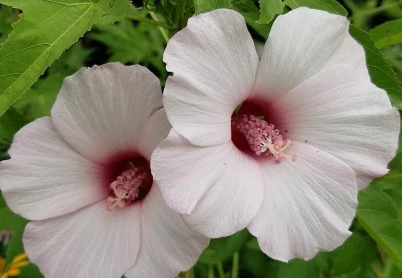 Halberd-leaf Rose Mallow Seeds - 10++ Heirloom Hibiscus laevis Perennial Plant Packet for Gardens