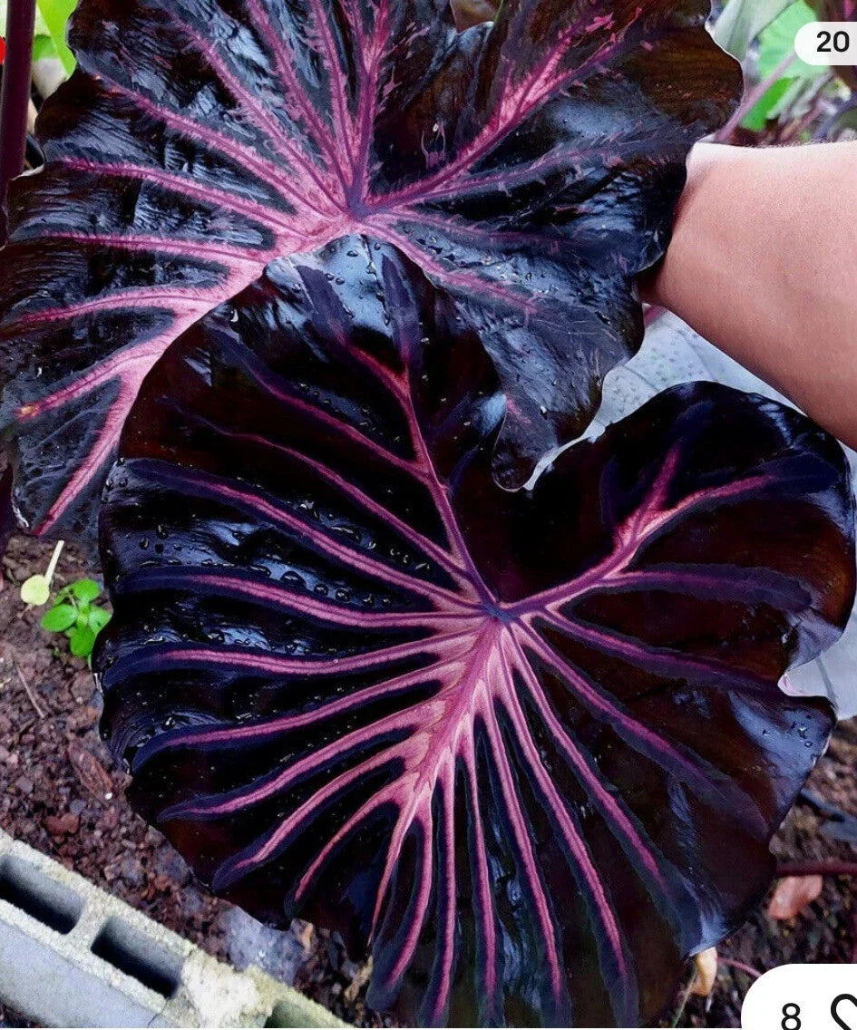 Black Lava Elephant Ear Plant - Small Rooted Starter - Colocasia esculenta Tropical Houseplant