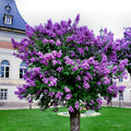 Common Lilac Tree Seeds - 20 Purple Fragrant Flowers - Hardy Perennial Syringa vulgaris Seeds for Garden
