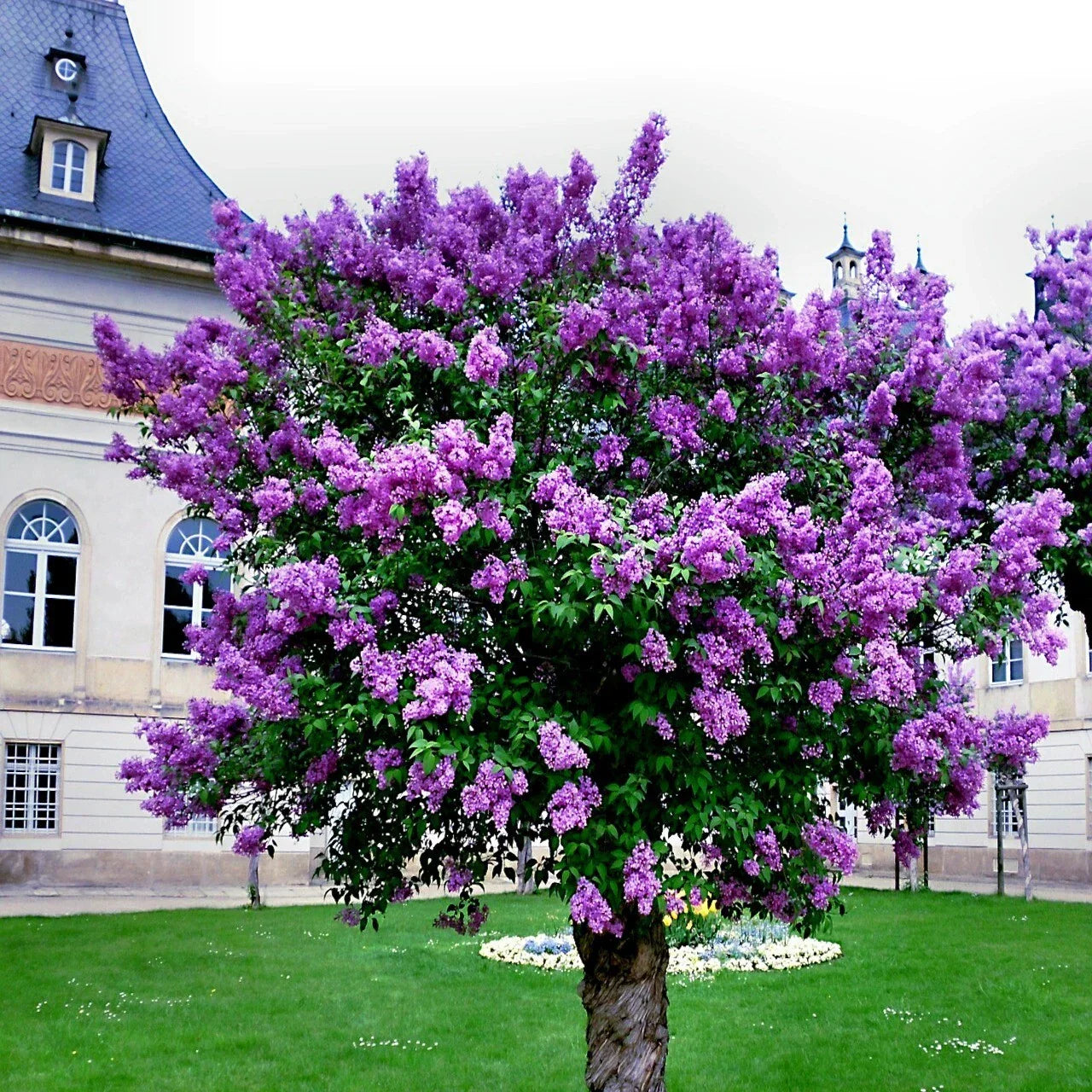 Common Lilac Tree Seeds - 20 Purple Fragrant Flowers - Hardy Perennial Syringa vulgaris Seeds for Garden