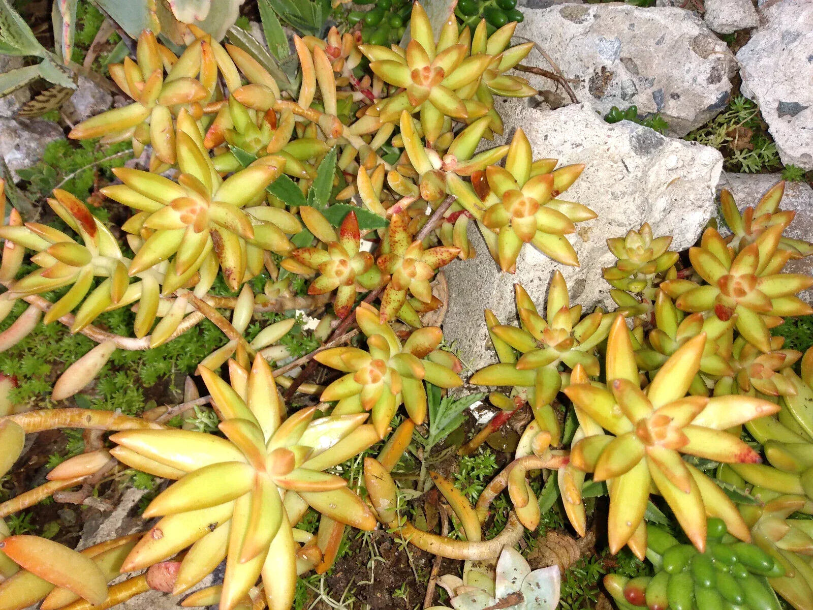 Succulent Plant 4-6" FireStorm Sedum Adolphi, Drought-Tolerant, Yellow-Orange Foliage, Indoor & Outdoor Gardening