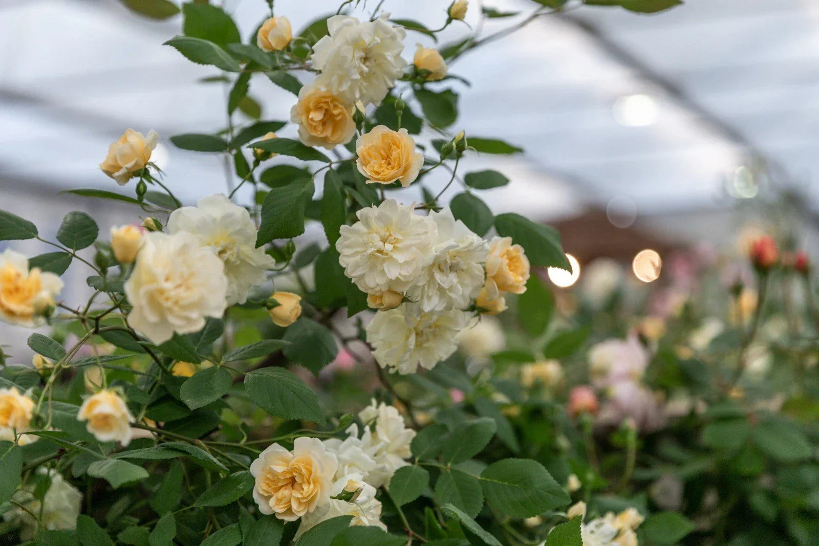 Fragrant English Rambling Rose Cuttings - Auscanary Variety Unrooted for Gardens