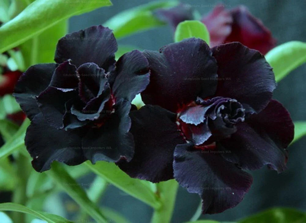 Desert Rose Seedling - Black War Adenium Obesum Small Rooted Plant, Succulent, Drought-Tolerant, Indoor & Outdoor