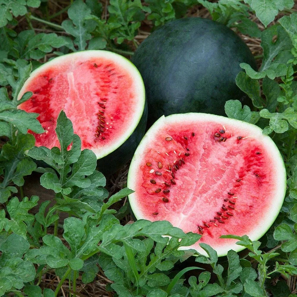 Sugar Baby Watermelon Seeds - 25+ Non-GMO Heirloom Seeds for Compact, Super Sweet Citrullus lanatus Garden or Container Planting