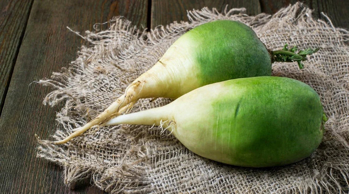Chinese Green Luobo Radish Seeds - Pack of 500+ Raphanus sativus for Home Garden, Fast-Growing, Non-GMO, USA Grown