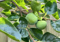 Japanese Fuyu Persimmon Tree Scions 6-8in for Rooting & Grafting - Diospyros kaki