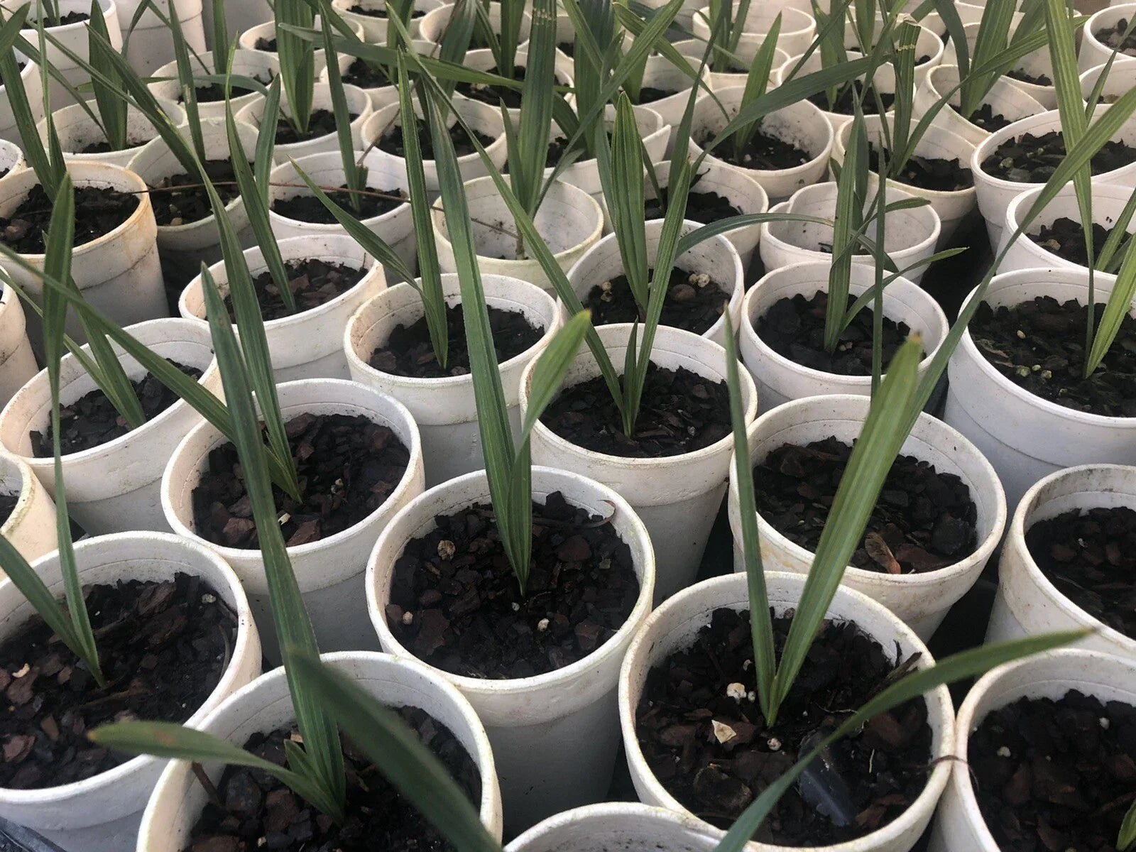 Dwarf Palmetto Plants - 5-7 Inch Sabal Minor Hardy Indoor Outdoor Palms Set of Two