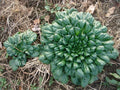 Tah Tsai Cabbage Seeds Pack – Easy to Grow, Vitamin-Rich Brassica rapa var. narinosa for Soup, Stir-Fry & Salads