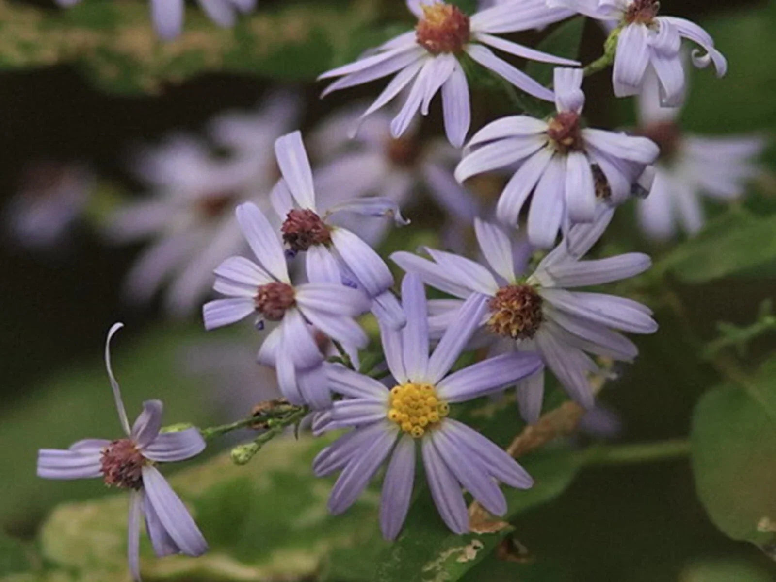 Sky Blue Aster Seeds - 50+ Symphyotrichum oolentangiense Native Wildflower Seeds for Pollinator Gardens