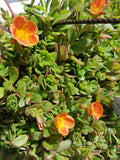 Coral Pink Purslane Cuttings - Single Flower Variety - Portulaca oleracea - Drought-Tolerant, Full Sun, Low Maintenance