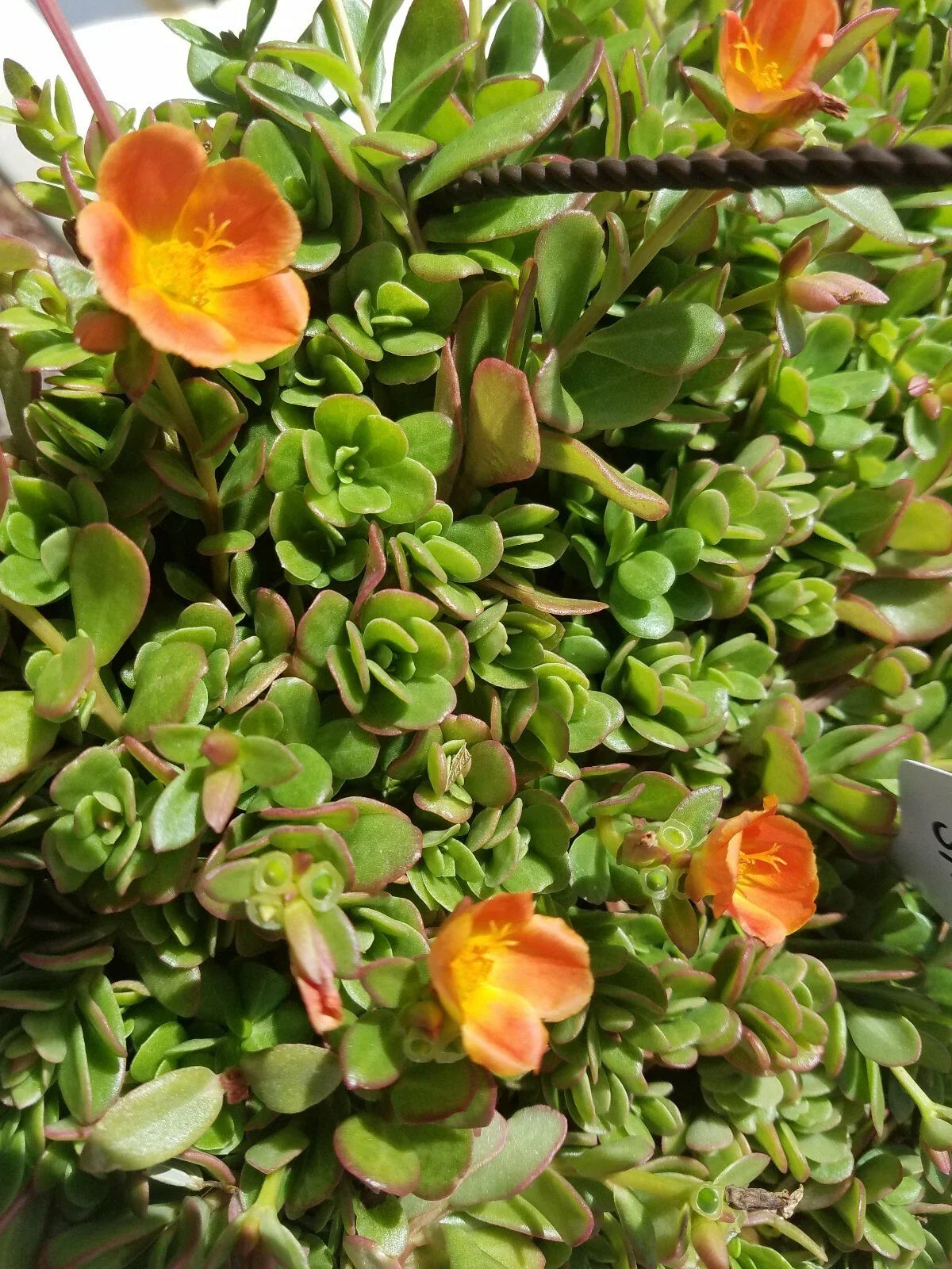 Coral Pink Purslane Cuttings - Single Flower Variety - Portulaca oleracea - Drought-Tolerant, Full Sun, Low Maintenance