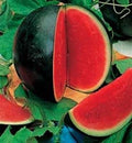 Bush Sugar Baby Watermelon Seeds - Compact Citrullus lanatus for Small Gardens, Containers, 20 Seeds