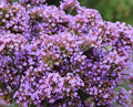 Verbena Seeds - 25 Count - Finesse Verbena Bonariensis Perennial Flowering Plant for Borders & Pollinators