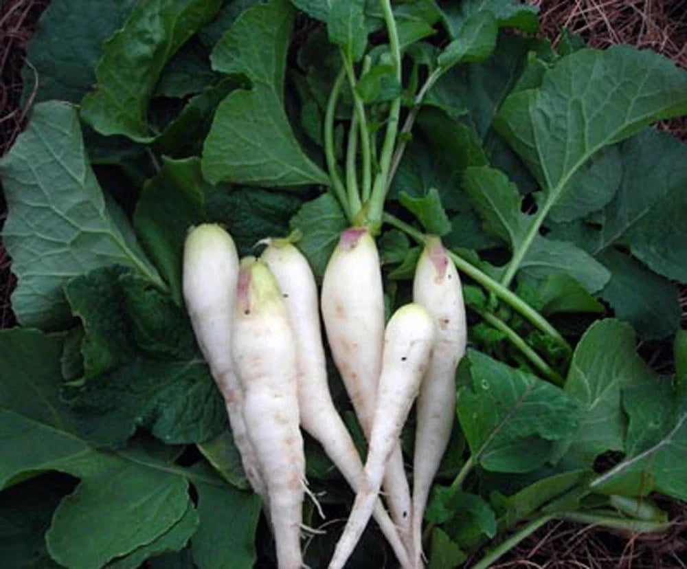 White Lady Radish Seeds - 100 Non-GMO Raphanus sativus for Salad, Garnish & Healthy Snacks